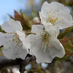 Generoso Madroñal