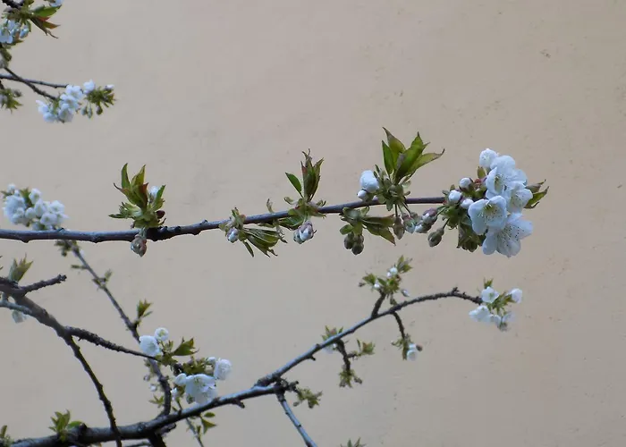 컨트리하우스 Generoso *